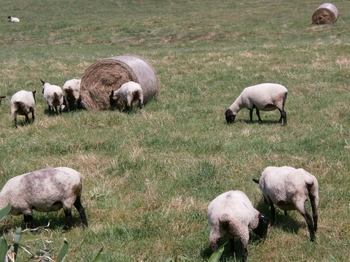 ｻﾌｫｰｸ種 羊.jpg